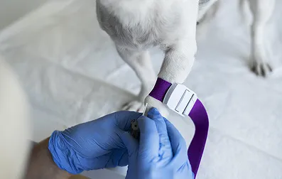 Leptospirose: O perigo entre poças e patas